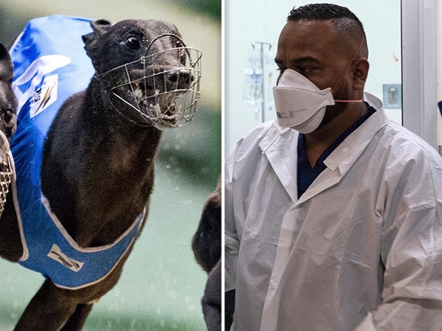 Impact of canine coronavirus on the greyhound industry.