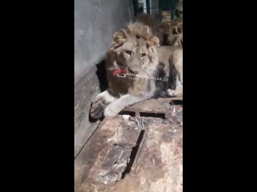 Zookeeper films his own death in tragic mauling