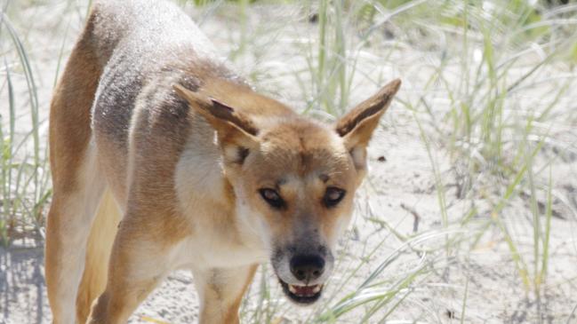 A dingo scavenges for food on the beach a Fraser Island: Picture: Lachie Millard