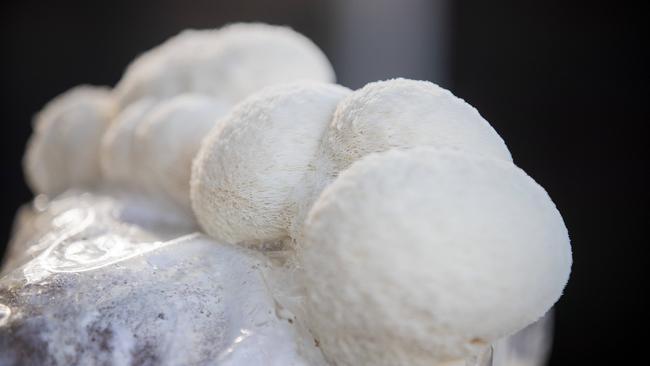 A lion’s mane mushroom in close-up. Picture: Richard Jupe