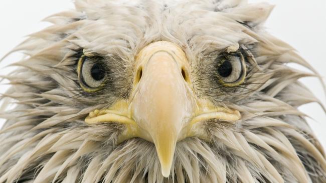 Bold eagle Klaus Nigge, Germany Finalist 2017, Animal Portraits After several days of constant rain, the bald eagle was soaked to the skin. Named after its conspicuous but fully-feathered white head (bald derives from an old word for white), it is an opportunist, eating various prey – captured, scavenged or stolen – with a preference for fish. At Dutch Harbor on Amaknak Island in Alaska, USA, bald eagles gather to take advantage of the fishing industry’s leftovers. Used to people, the birds are bold. ‘I lay on my belly on the beach surrounded by eagles,’ says Klaus. ‘I got to know individuals, and they got to trust me.’ page 3 of 5 The species was declining dramatically until the 1960s, but reduced persecution, habitat protection and a ban on the pesticide DDT has led to its recovery. Some threats persist, including lead poisoning – US prohibition on lead ammunition (which ends up in animals the birds eat) has recently been overturned. ‘As the eagle edged nearer, picking up scraps, I lowered my head,’ says Klaus, ‘looking through the camera to avoid direct eye contact.’ It came so close that it towered over him. His low perspective and simple composition, allowing full concentration on the eagle’s expression, created an intimate portrait, enhanced by the overcast light of the rainy day.