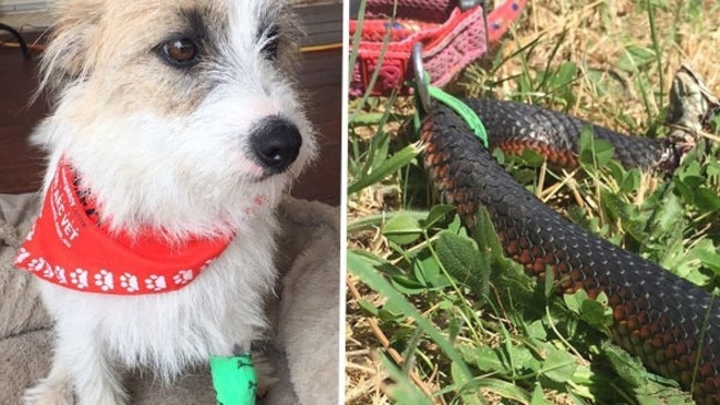 ideologi praktiserende læge Eller enten Dog survives red-bellied black snake bite in Chirnside Park | Herald Sun