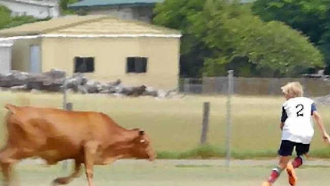 A steer chases a junior football player at Granville, Queensland in 2016. Neither were hurt fortunately. Picture: Ryan Devenish