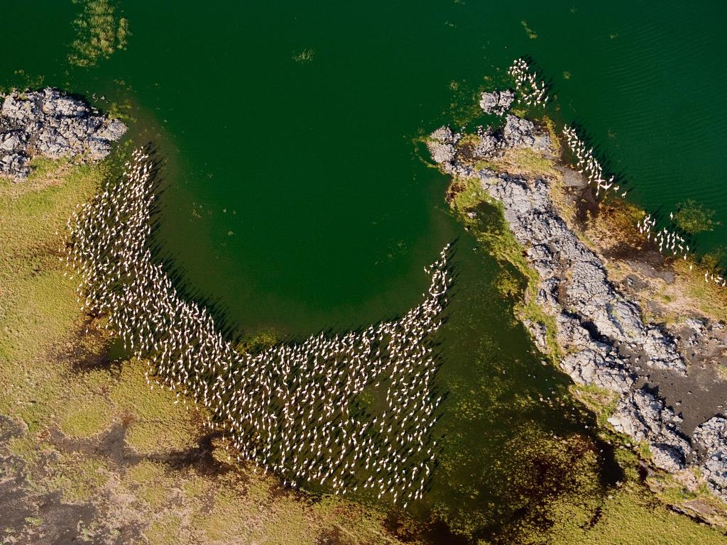 An aerial view of flamingos in Lake Turkana, Kenya. Picture: Michael Poliza/Caters News