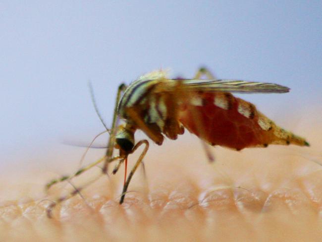 The warm autumn weather has extended the mosquito danger season in the Clarence Valley.