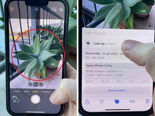 Genius iPhone hack that identifies plants in one second
