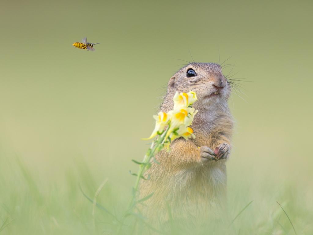 ‘Buzzing’ by Perdita Petzl/Photocrowd.com ... Location: Germany.