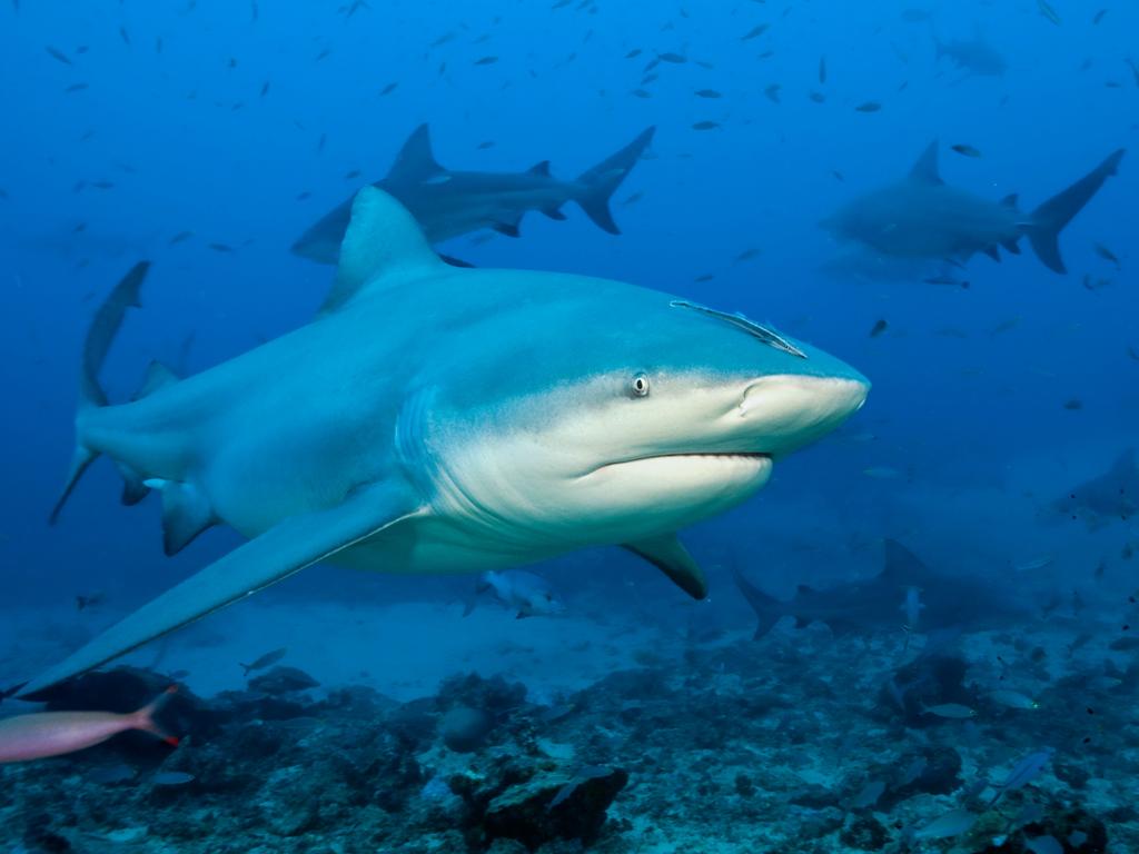 Bull sharks can be dangerous and aggressive and can grow to a length of over three metres. Picture: Michael Patrick O'Neill