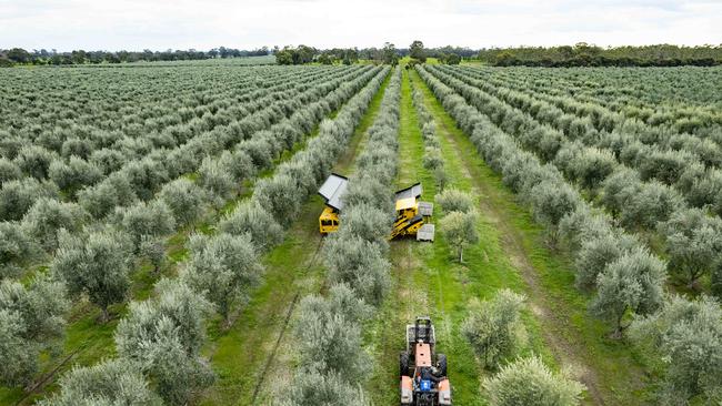 Olives during harvest. Picture: Zoe Phillips