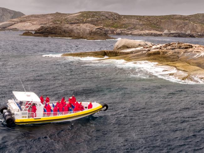 ESCAPE, Pennicott Wilderness Journeys Wilson's Promontory boat trip. Fur seal viewingPicture: Pennicott Wilderness Journeys