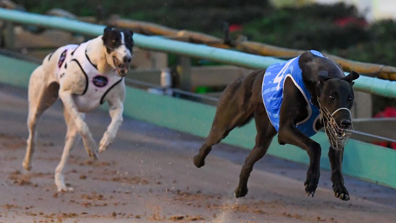 Phoenix Reserves Contenders: Greyhound Racing's Elite Prepare For Match  Race Battle