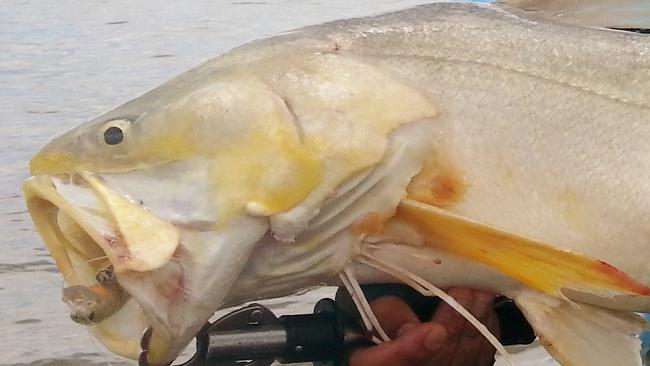 A typical king threadfin caught at the mouth of Sampan Creek at Shady Camp during the run-off