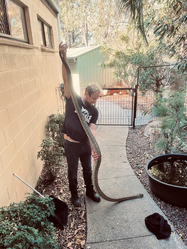 Tim Hudson with the 3.3m snake found at Advancetown.