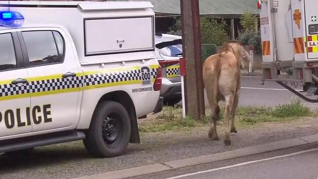 Cattle were left roaming the streets of Burra after the crash. Picture: 7NEWS