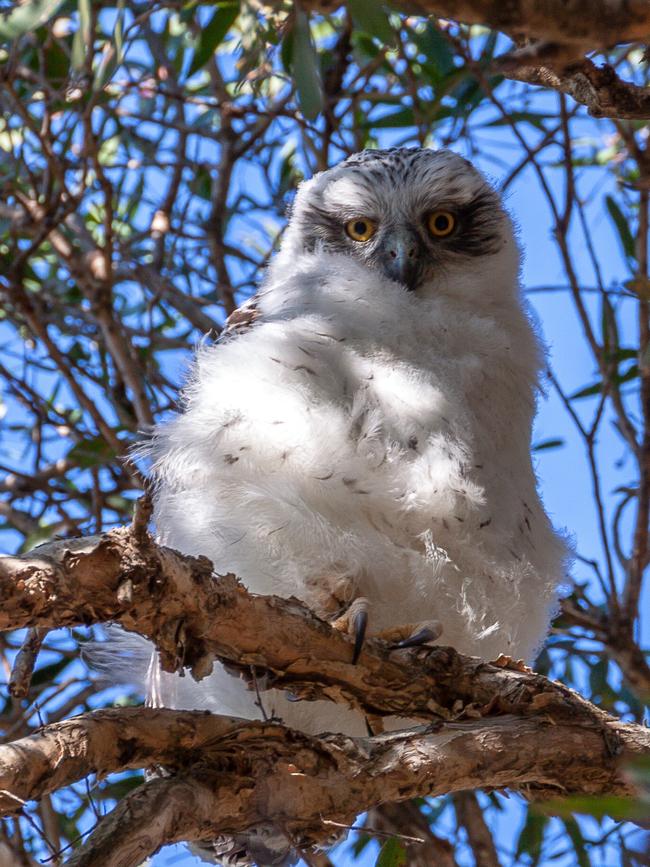 The young owlet at Centennial Parklands. Photo: Francisco Martins