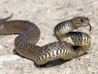 SURPRISE: Kirra Nate Rivers was bitten by what she suspects was a juvenile brown snake earlier this week. Picture: Thinkstock