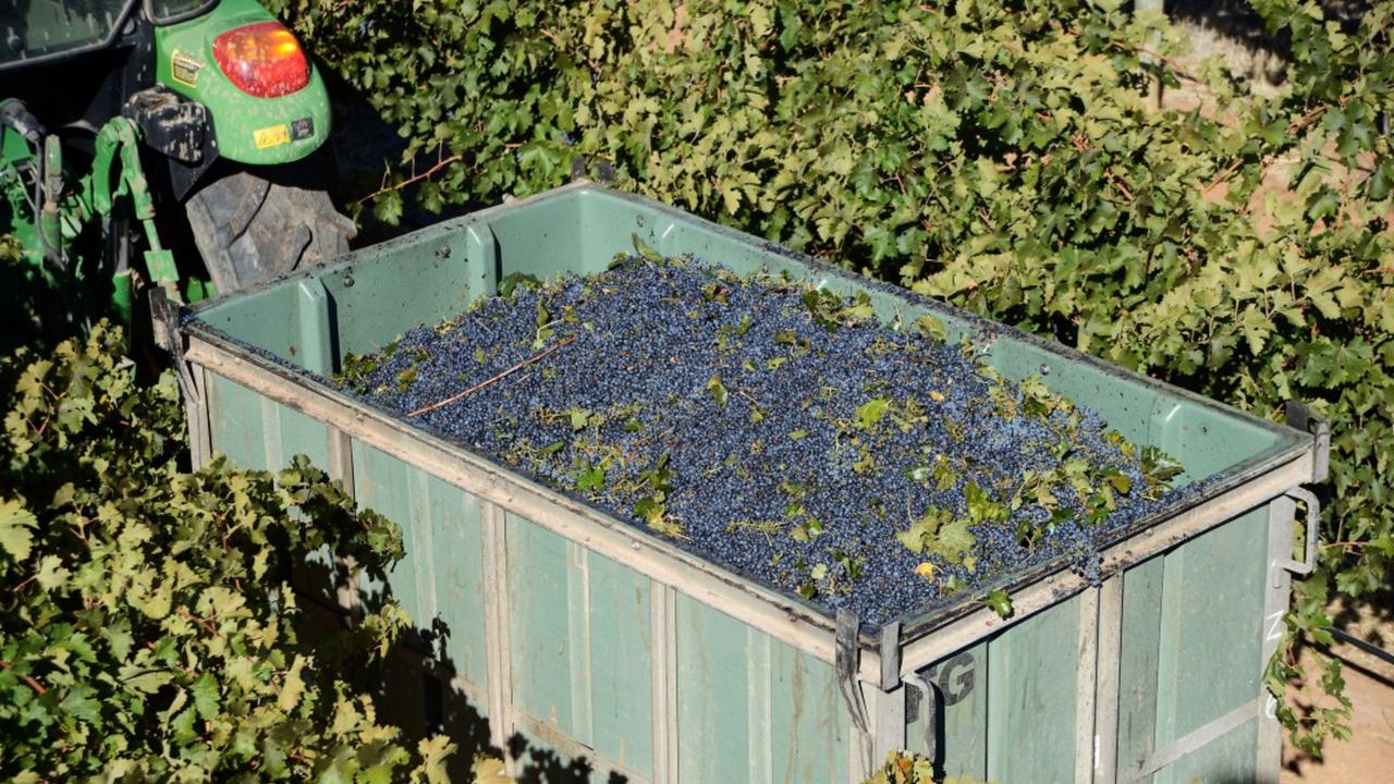 Treasury Wine Estates is scrambling for a new wine distributor in the key US state of California: Picture: Carla Gottgens/Bloomberg