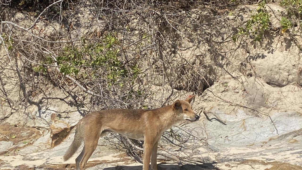 A dingo (wongari) on Fraser Island.