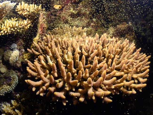 Branch coral spawning. Picture: Peter Harrison