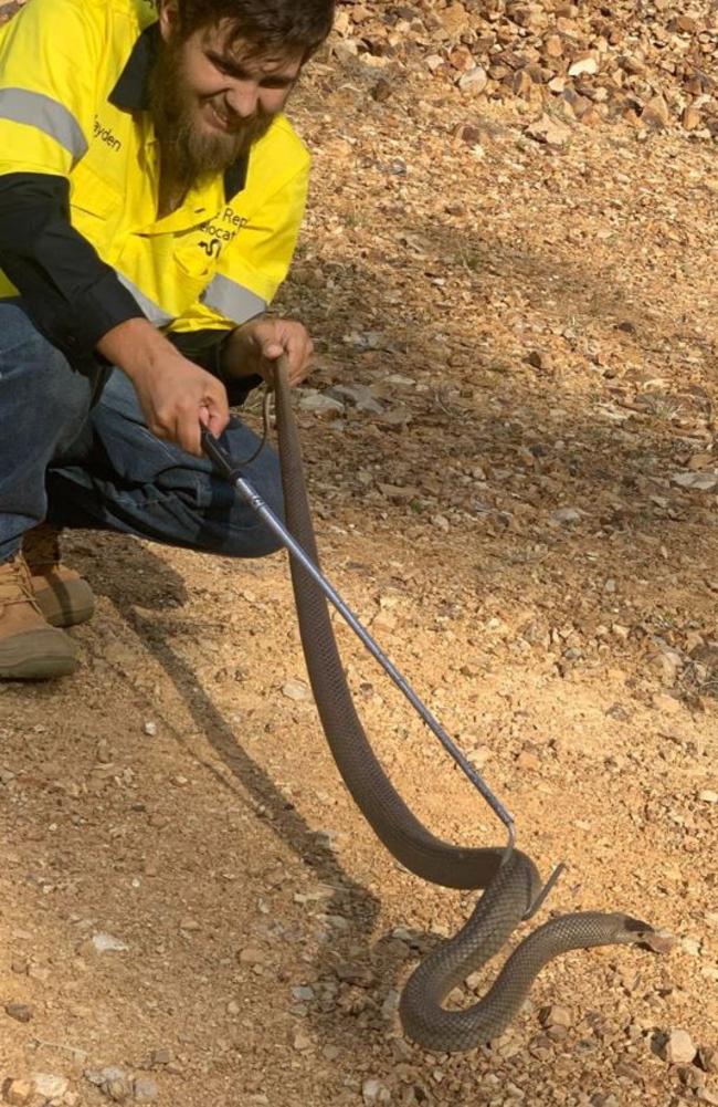 Jayden Patterson with the eastern brown he removed from a local retirement village.