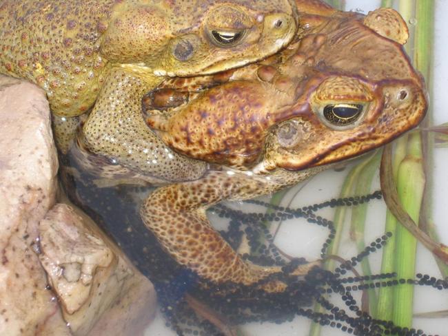 Professor Rick Shine finds pioneer cane toads have smaller testicles ...