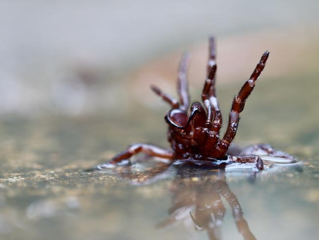 The Australian Reptile Park has asked for residents to donate any funnel-webs they find.