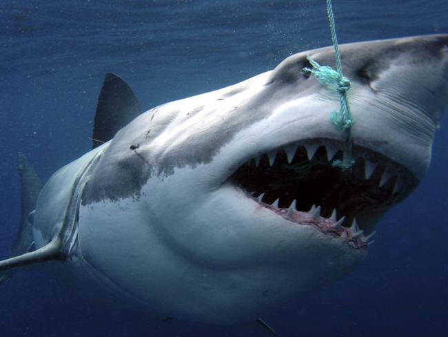 02/03/2009: A white pointer shark being tagged for CSIRO research 13 May 2008. Pic. Supplied Perthnow generic library great white shark