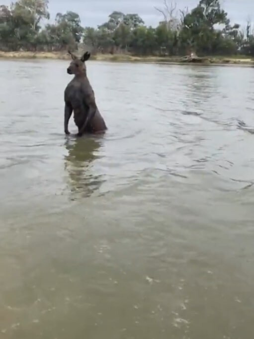 The man waded back into the river as the kangaroo stays unmoved. Picture: Tik Tok