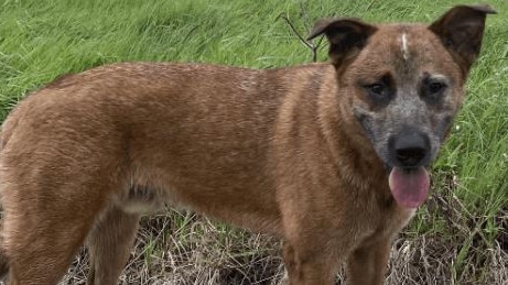 There have been few sightings of Storm the red cattle dog.