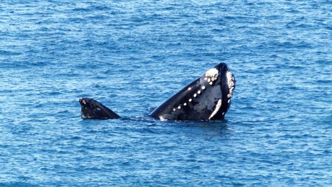 A Southern Right Whale.