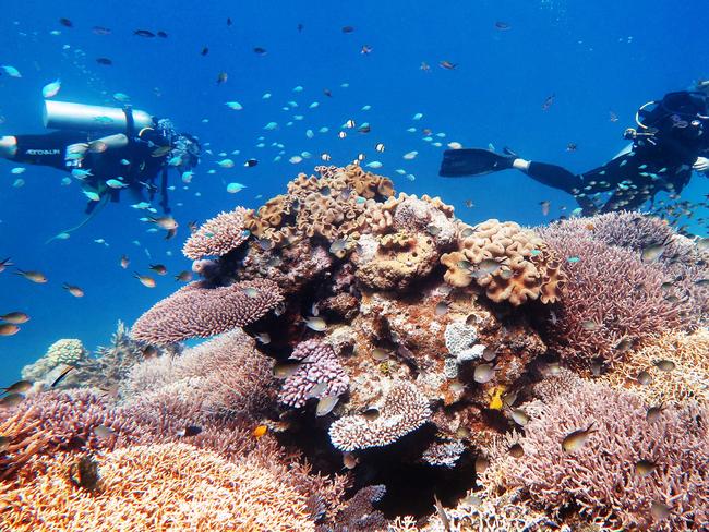 August 9: Scuba divers explore coral gardens teaming with fish life on Saxon Reef, part of the Great Barrier Reef Marine Park off the coast of Cairns. PICTURE: BRENDAN RADKE