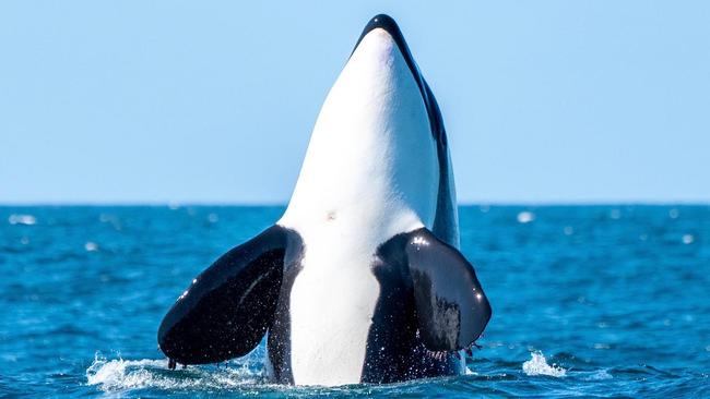 A small pod of killer whales spotted off Ballina.