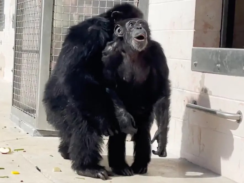 The chimpanzee's adorable reaction was captured on camera. Pictur: Save the Chimps