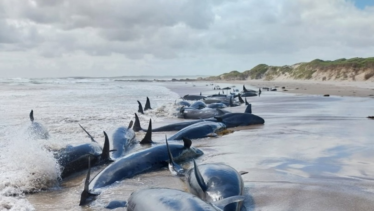 ‘Absolutely horrific’: 157 false killer whales stranded