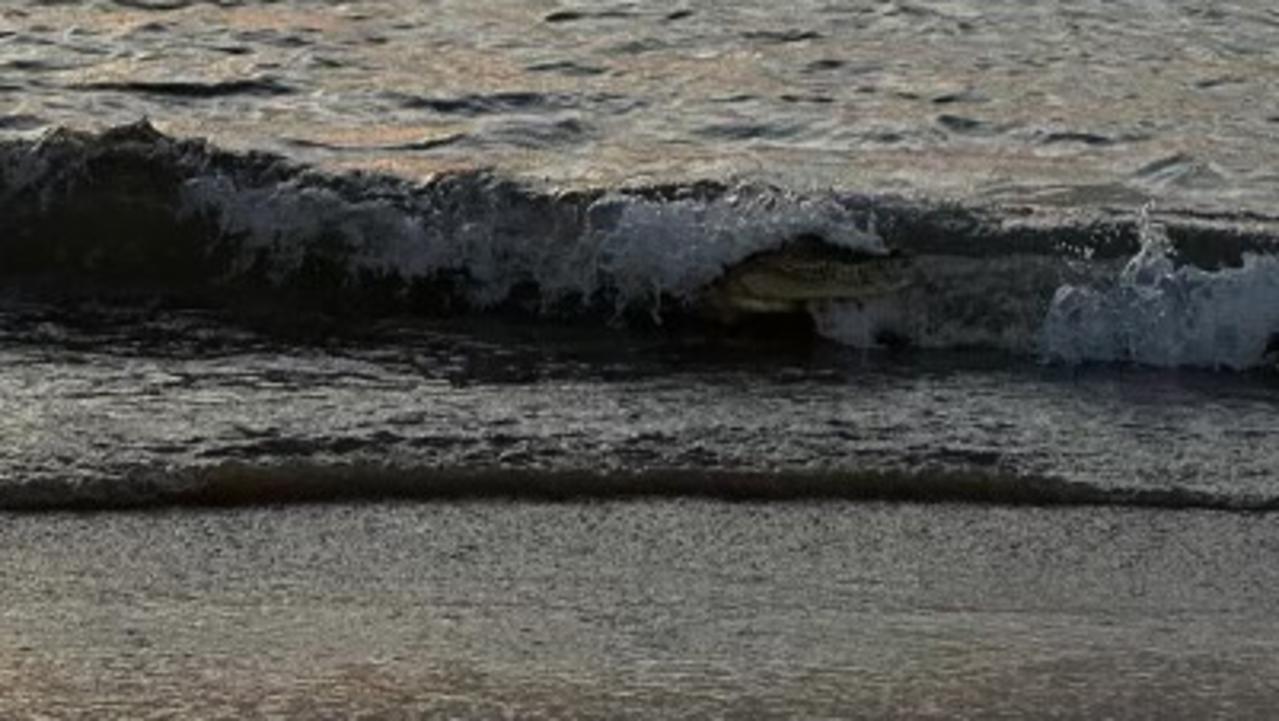 The 2m saltie sat in the waves after taking a bite out of Axle the Blue Heeler. Picture: Supplied