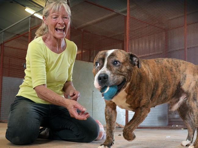 Coober Pedy Characters - Dawn Jones rescues stray dogs. ÃTigerÃ is a ball boy, and ÃMamaÃ has 6 new pups to look after. 2 December 2024. Picture: Dean Martin