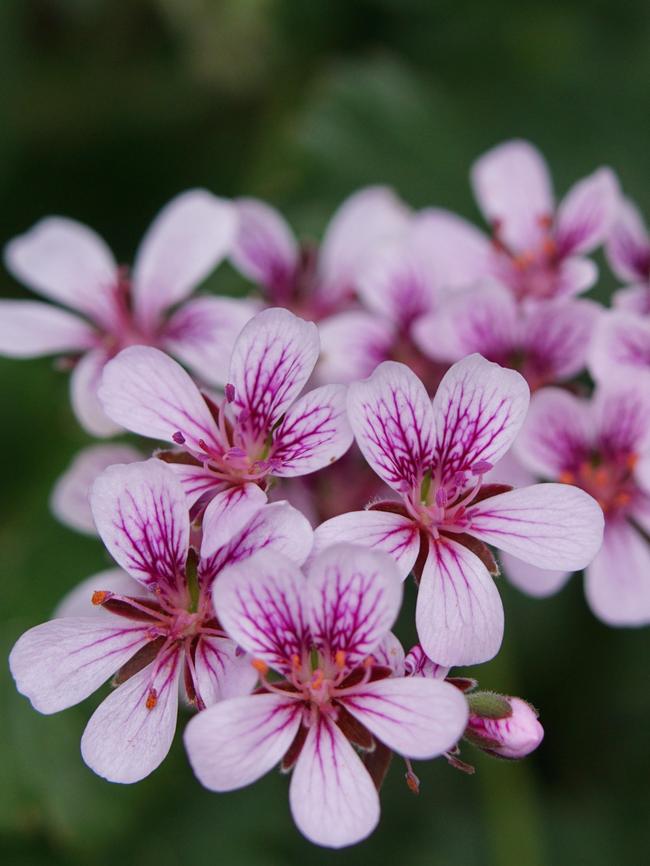 Pelargonium ‘Edna Walling Pop Up’