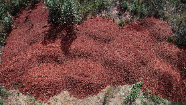 Dumped Strawberries at Donnybrook Berries at Elimbah.