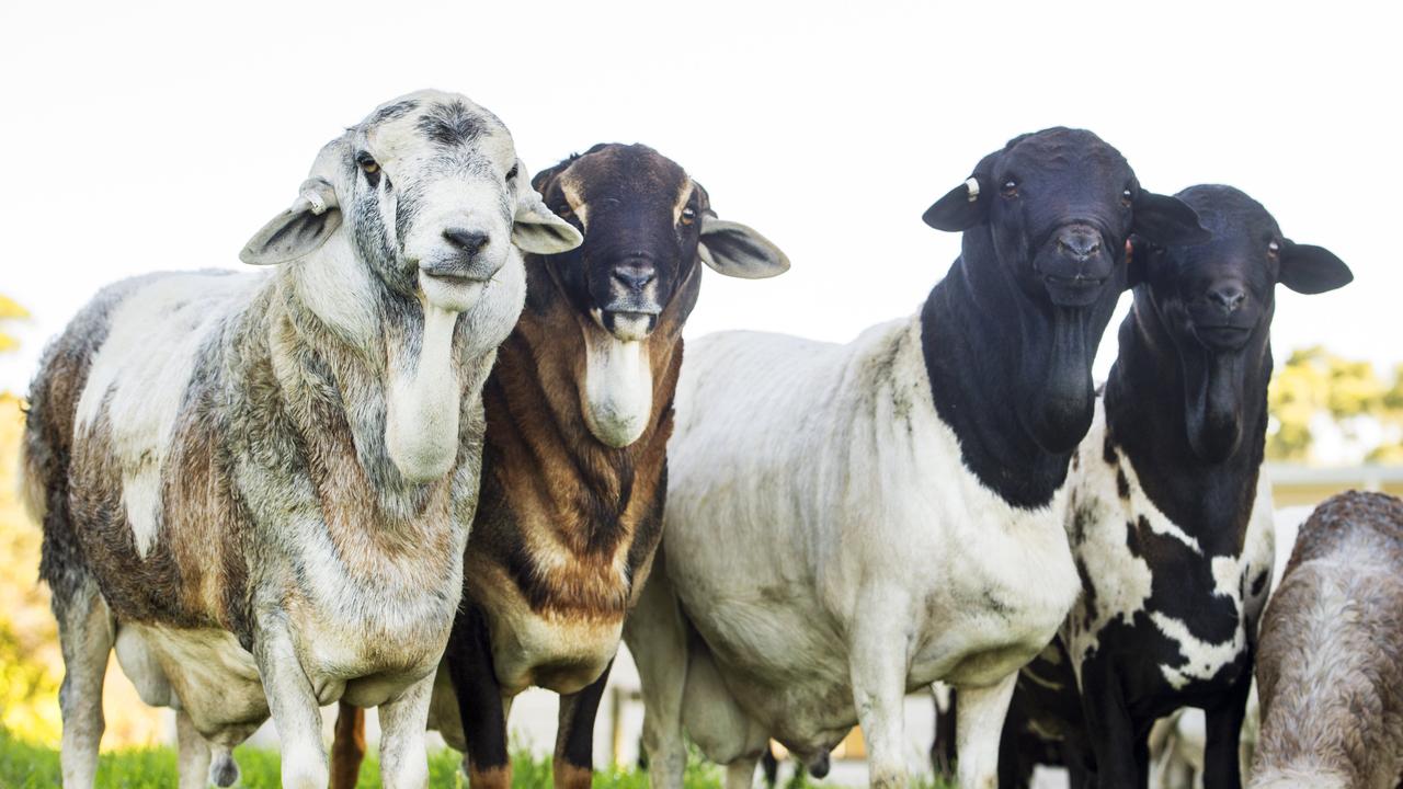 Rams Coolibah Berwick, Coolibah Nelson, Coolibah Roger, and Rogers son at Coolibah Persian Sheep Stud. Picture: Zoe Phillips