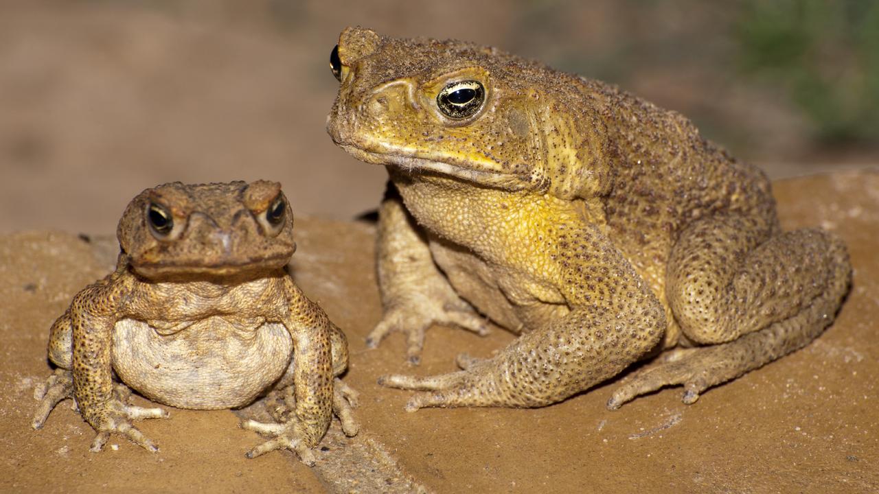 Feral cane toads have become a pest. Picture: Getty (iStock)