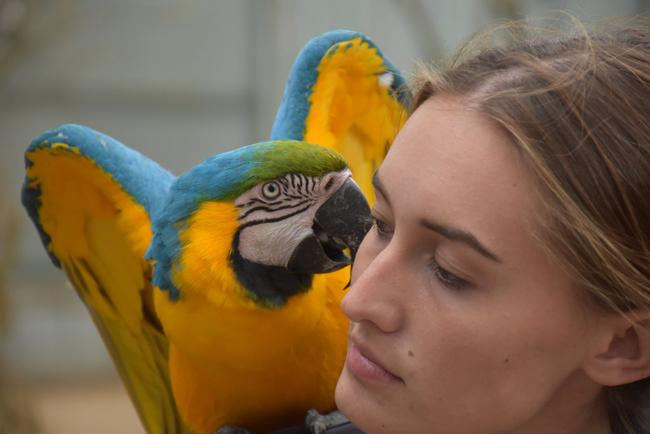 Getting up close with the birds at Maleny Botanic Gardens and Bird World. Picture: Mark Furler