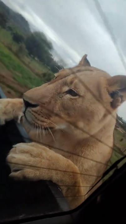 Safari visitors left speechless after lioness climbs into their truck
