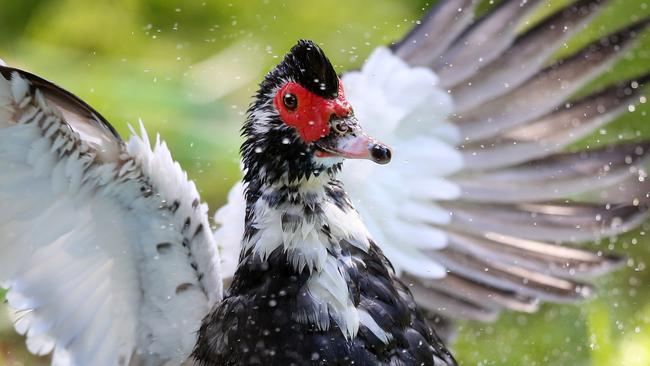 All animals deserve dignity and kindness. Picture: AAP/Sue Graham