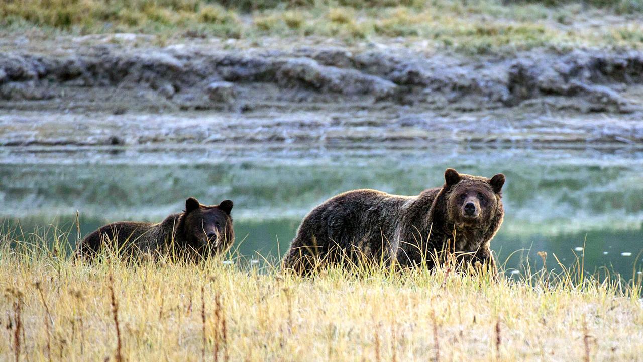 A grizzly bear mother and her cub walk near Pelican Creek in the Yellowstone National Park in Wyoming, US. Picture: AFP