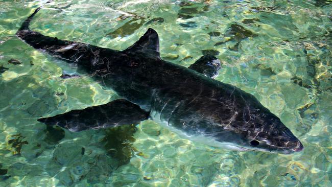 A rescued Great White shark does laps of Fairy Bower pool after it washed up on the shore. Picture: Adam Yip