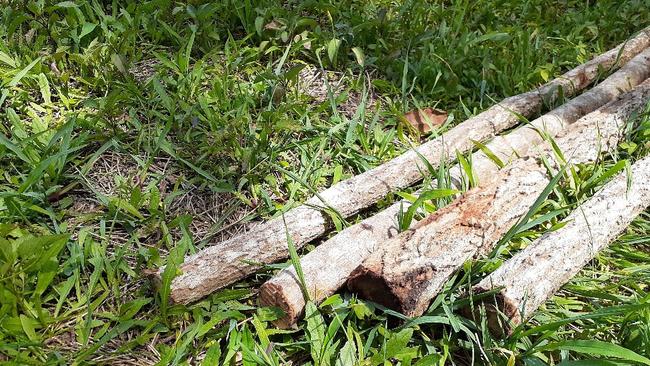 Trees cut down on Woolgoolga headland along Pollack Esplanade.