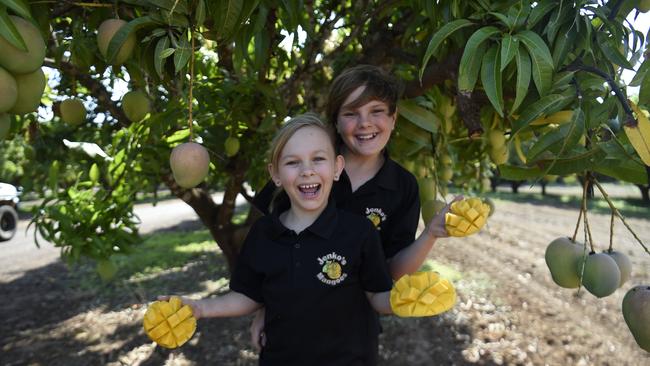 Start of Mango Season