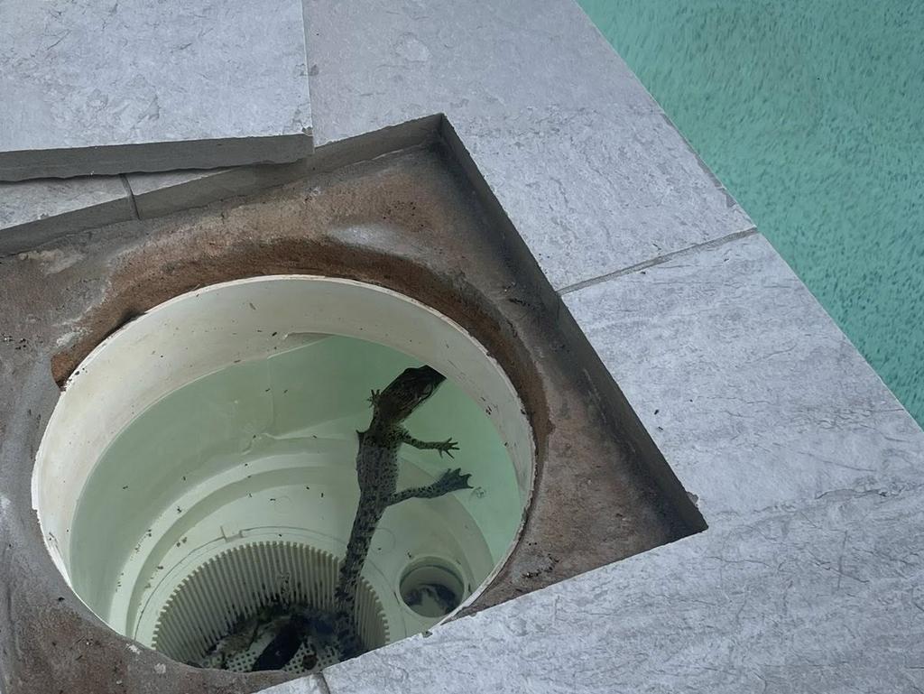 Don’t put your hand into holes! This baby saltwater crocodile was found in a suburban Palmerston pool in the NT and was small enough to fit in the skimmer box. Picture: Facebook