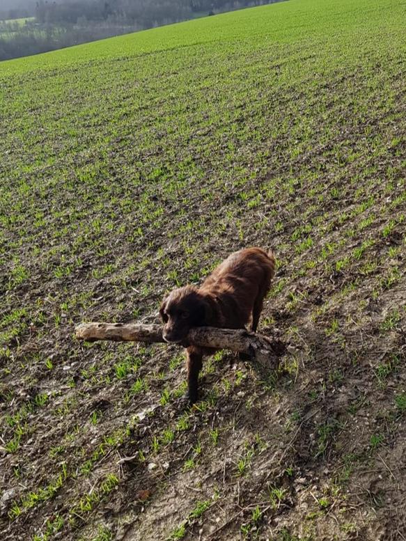 She is back at home enjoying daily walks. Picture: Sussex Police