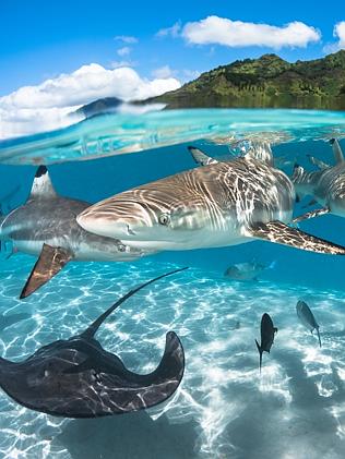 Extreme photography: Underwater world